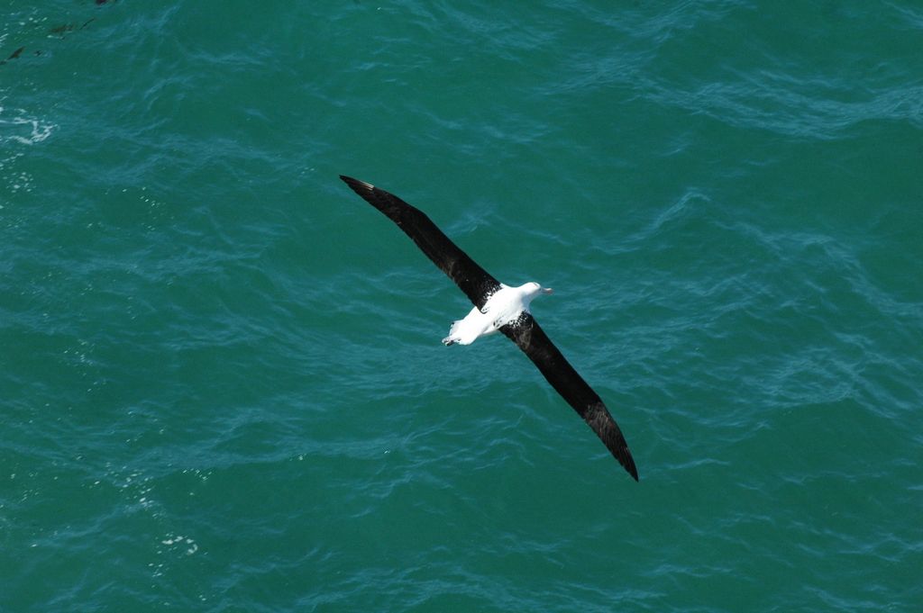 Un albatros